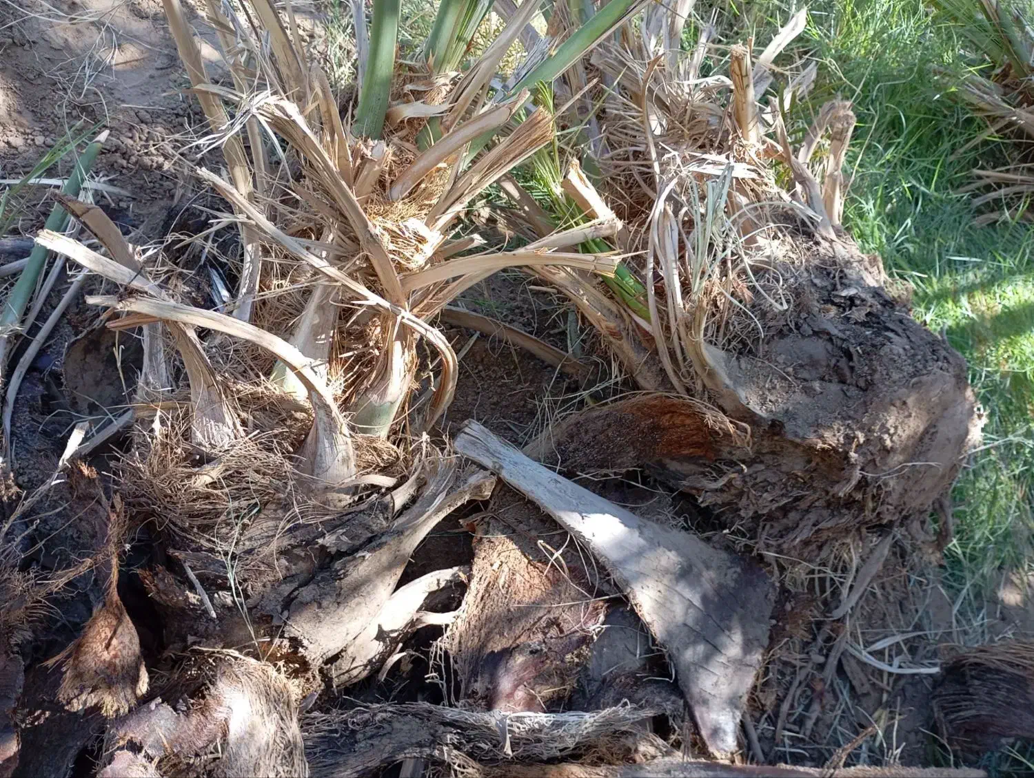 جنگ درخت|گل و گیاه طبیعی|ریگان, |دیوار