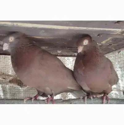 سرخ چش و نوک|پرنده|لنجان, |دیوار