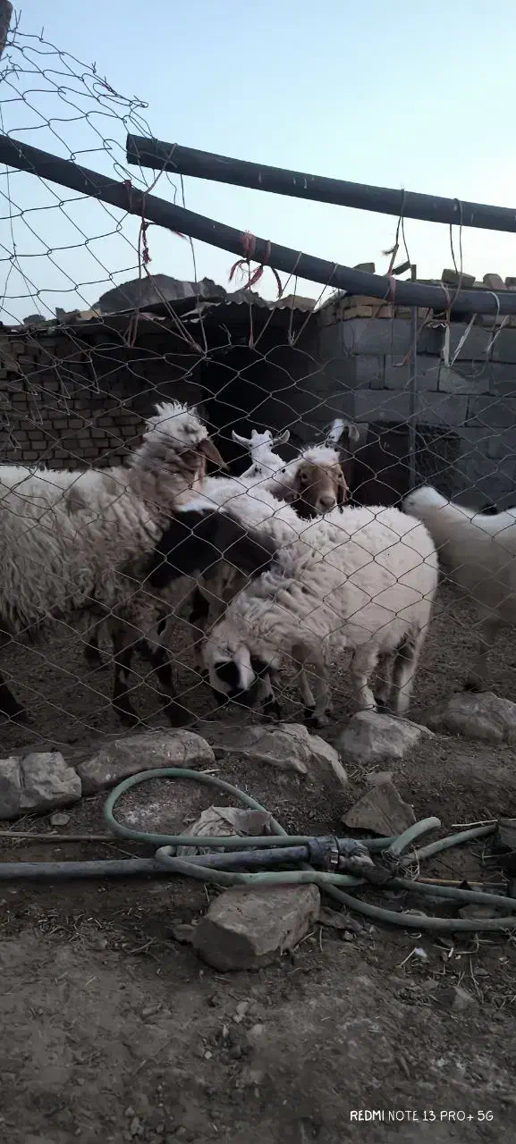 میش آبستن|حیوانات مزرعه|خرانق, |دیوار