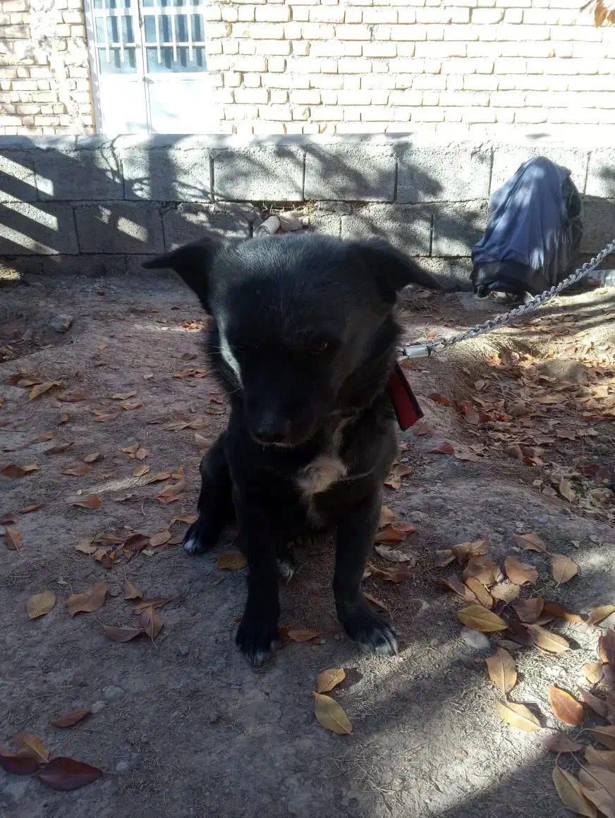 سک پاپی اشپیتز نر مشکی باهوش|سگ|شهرضا, |دیوار