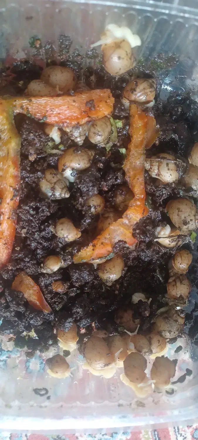 حلزون|خزنده|پرند, فاز ۶|دیوار