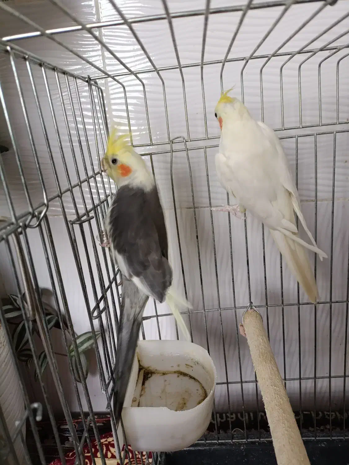 عروس هلندی یه جفت با قفس فقط ۲ میلیون|پرنده|قیدار, |دیوار