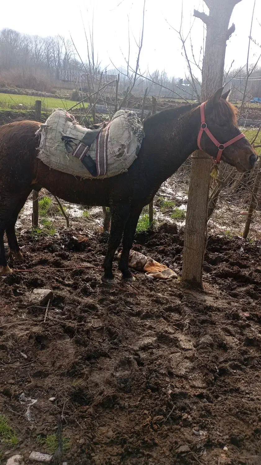 اسب باری|اسب و تجهیزات اسب‌سواری|آستانه اشرفیه, |دیوار