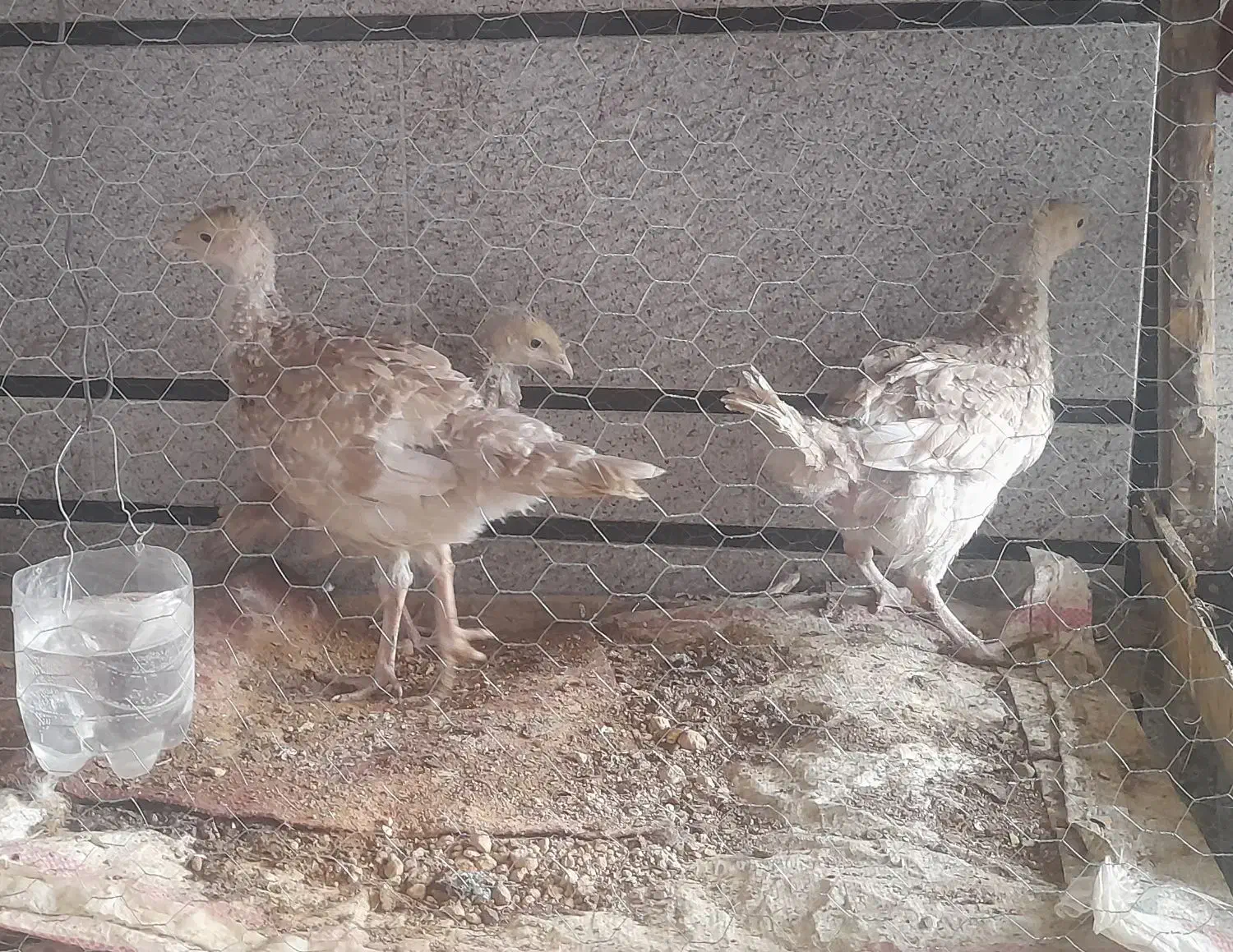 بوقلمون سه ماهه|حیوانات مزرعه|اندیمشک, |دیوار