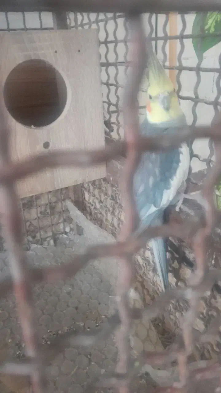 ۳عدد عروس هلندی سالم با لوازم|پرنده|اسدآباد, |دیوار