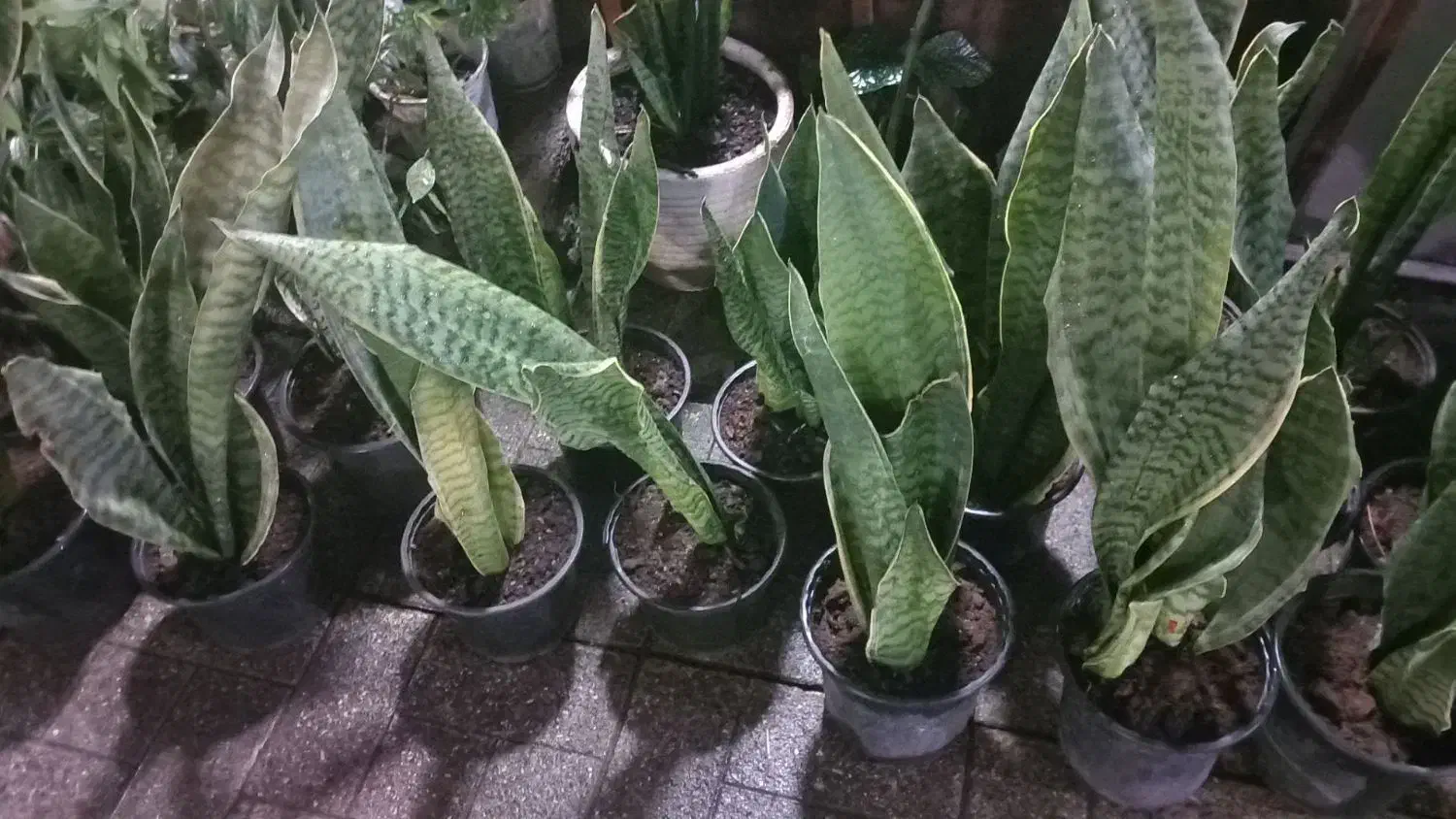 حراج حراج انواع گل|حراج|رشت, نخودچر|دیوار