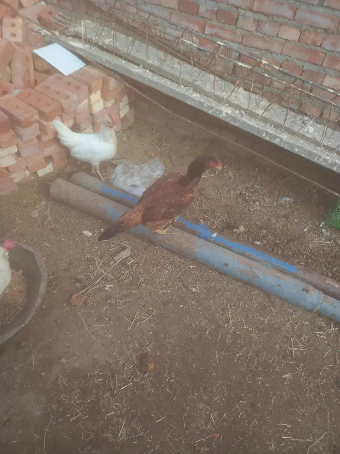 مرغ لاری|حیوانات مزرعه|بکتاش, |دیوار