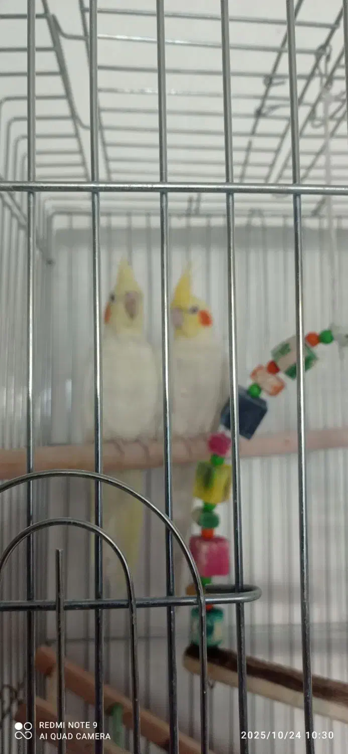 فروش عروس هلندی|پرنده|داران, |دیوار