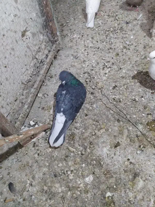 کفتر 24 عدد جوان|پرنده|فردیس, فردیس|دیوار