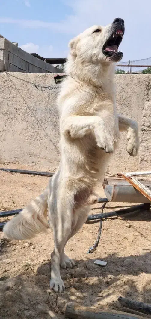 سگ بیابونی|سگ|ارژن, |دیوار