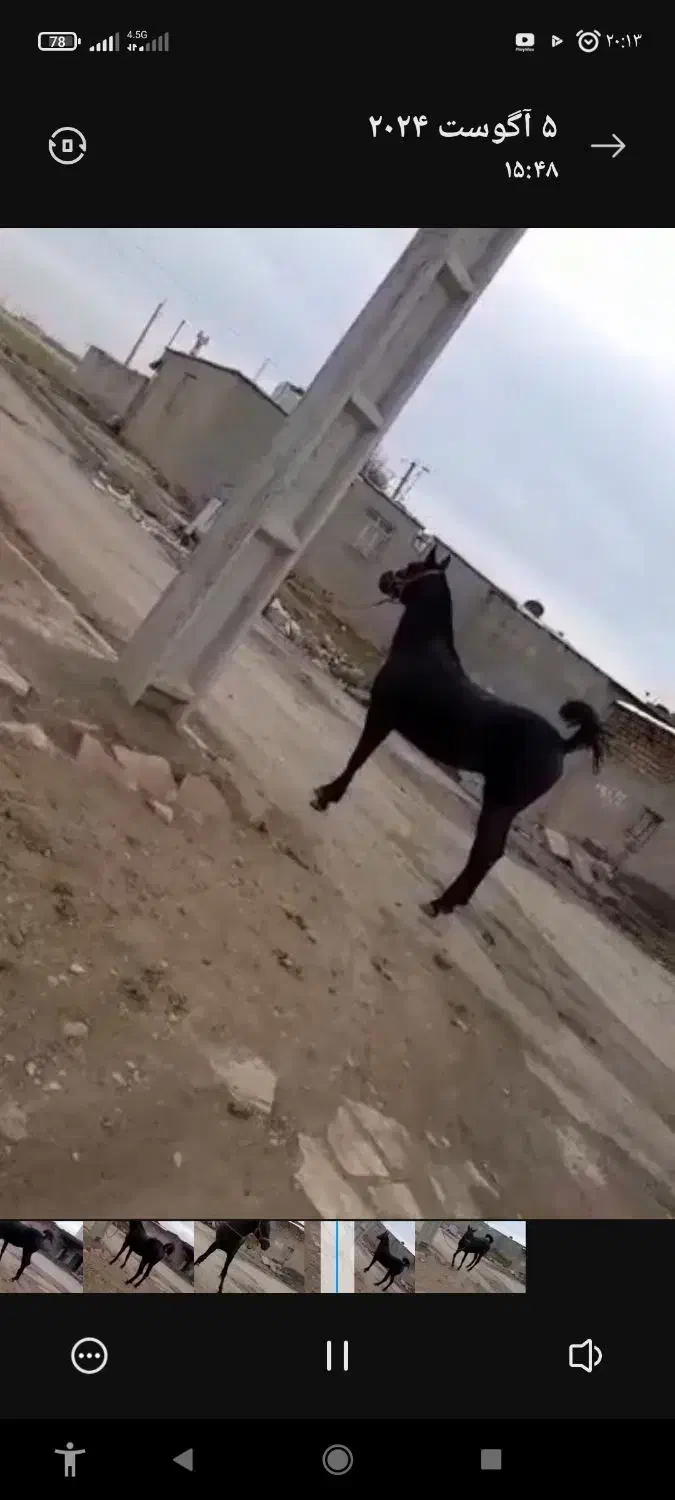 مادیان و نریان کورد|اسب و تجهیزات اسب‌سواری|ماهیدشت, |دیوار