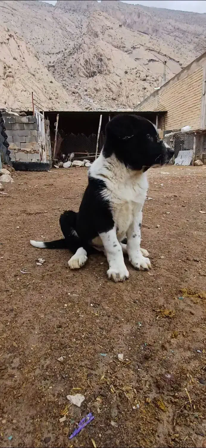 توله سگ|سگ|درودزن, |دیوار