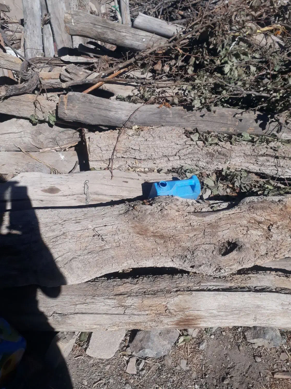 تعدادی درخت سالم و کهنه برای فروش|مصالح و تجهیزات ساختمان|خلخال, |دیوار