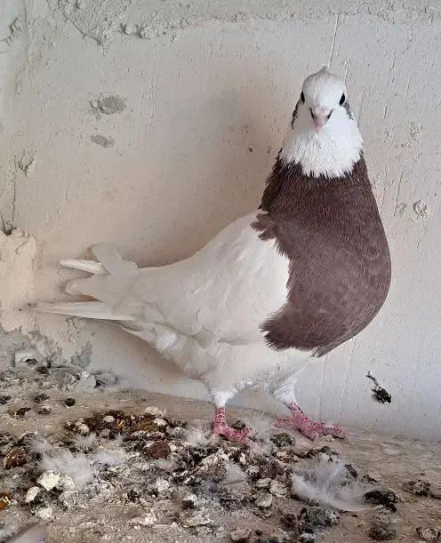 کلفه|پرنده|اردبیل, |دیوار