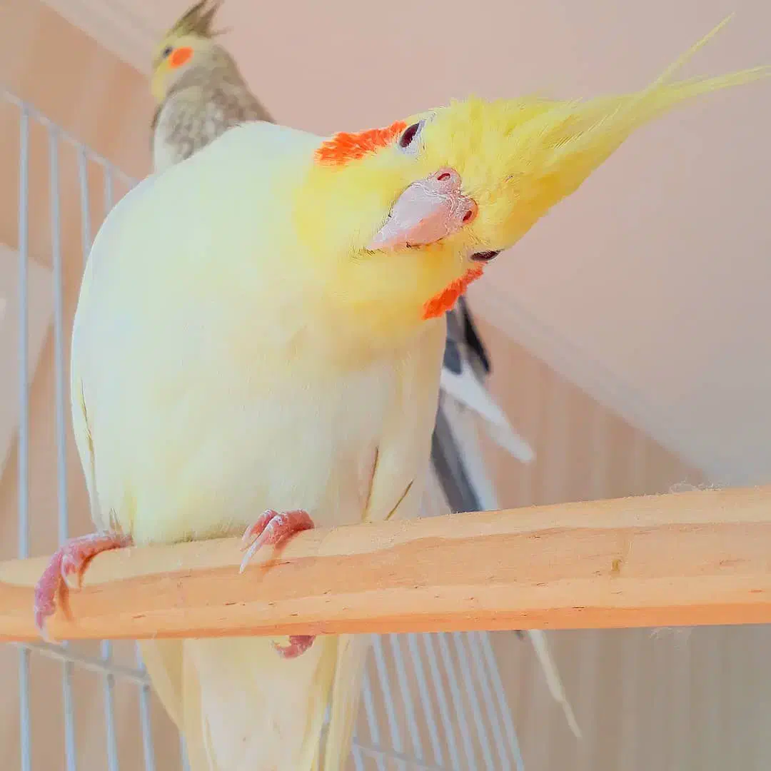 ۳عدد عروس هلندی سخنگو|پرنده|هشتگرد, هشتگرد قدیم|دیوار