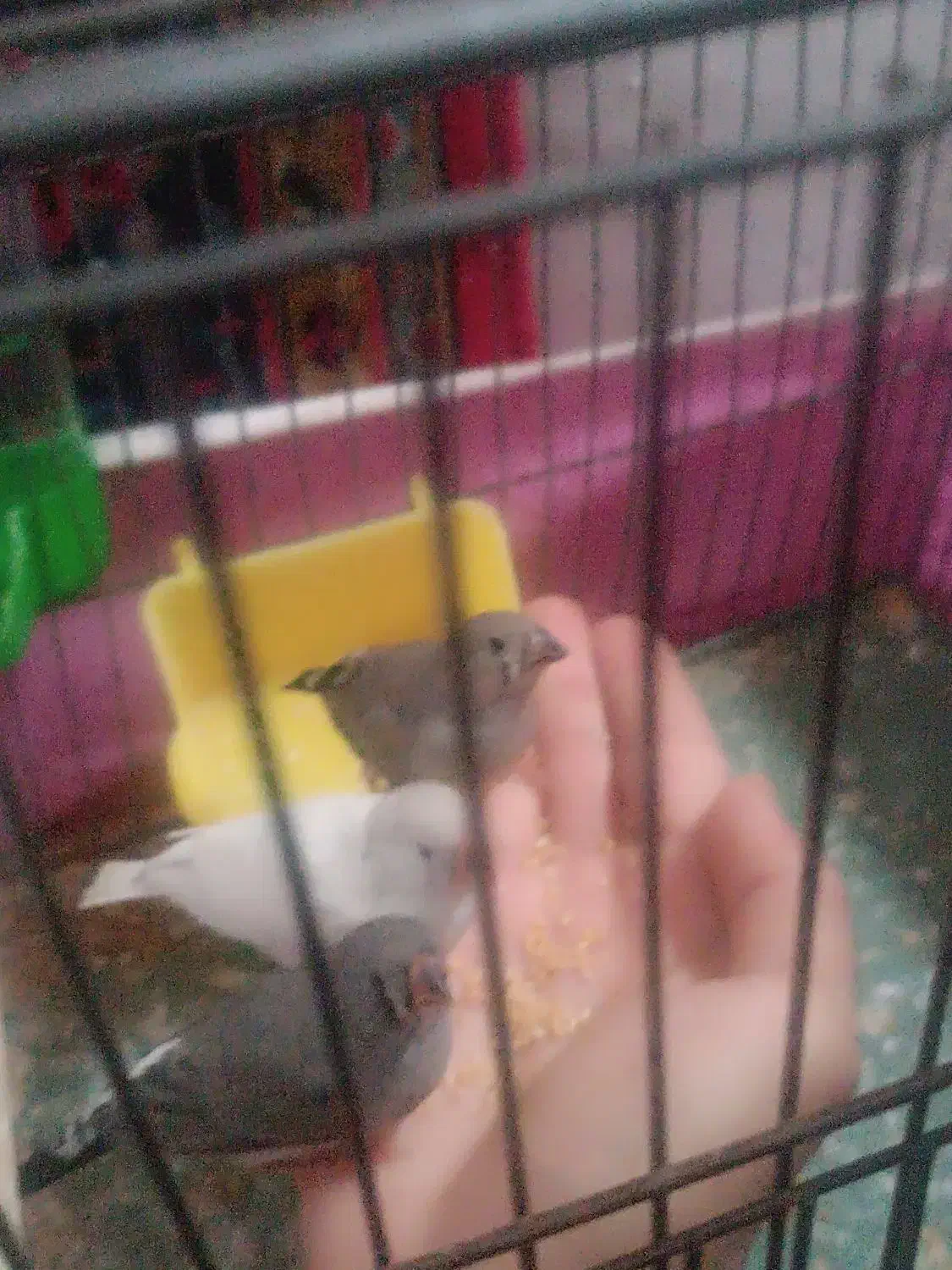 فنچ دونخور .|پرنده|قم, شهرک امام حسن|دیوار