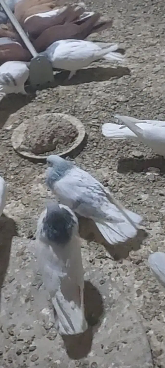 کبوترهای رنگی|پرنده|تاکستان, |دیوار