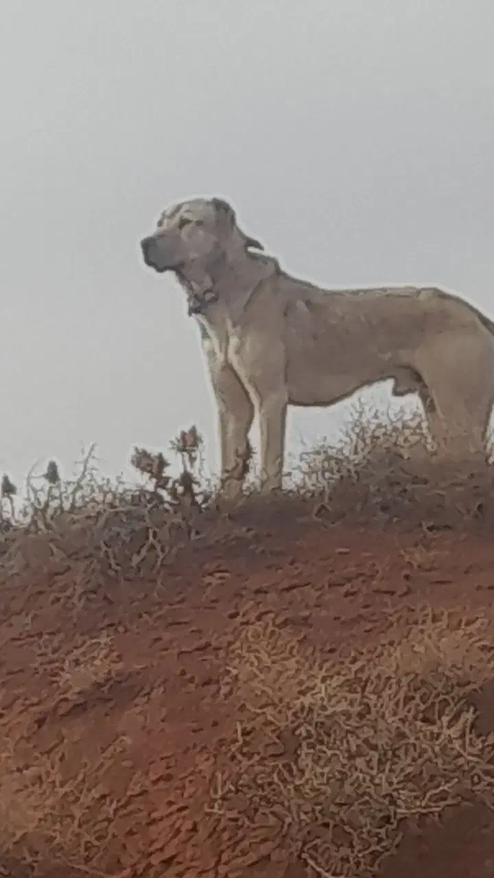 سگ گله|سگ|تربت جام, حافظ|دیوار