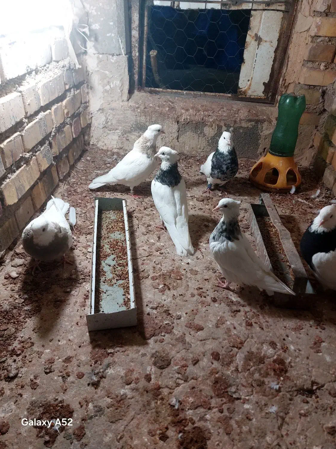 چند جفت توقی اس|حیوانات|آشخانه, |دیوار