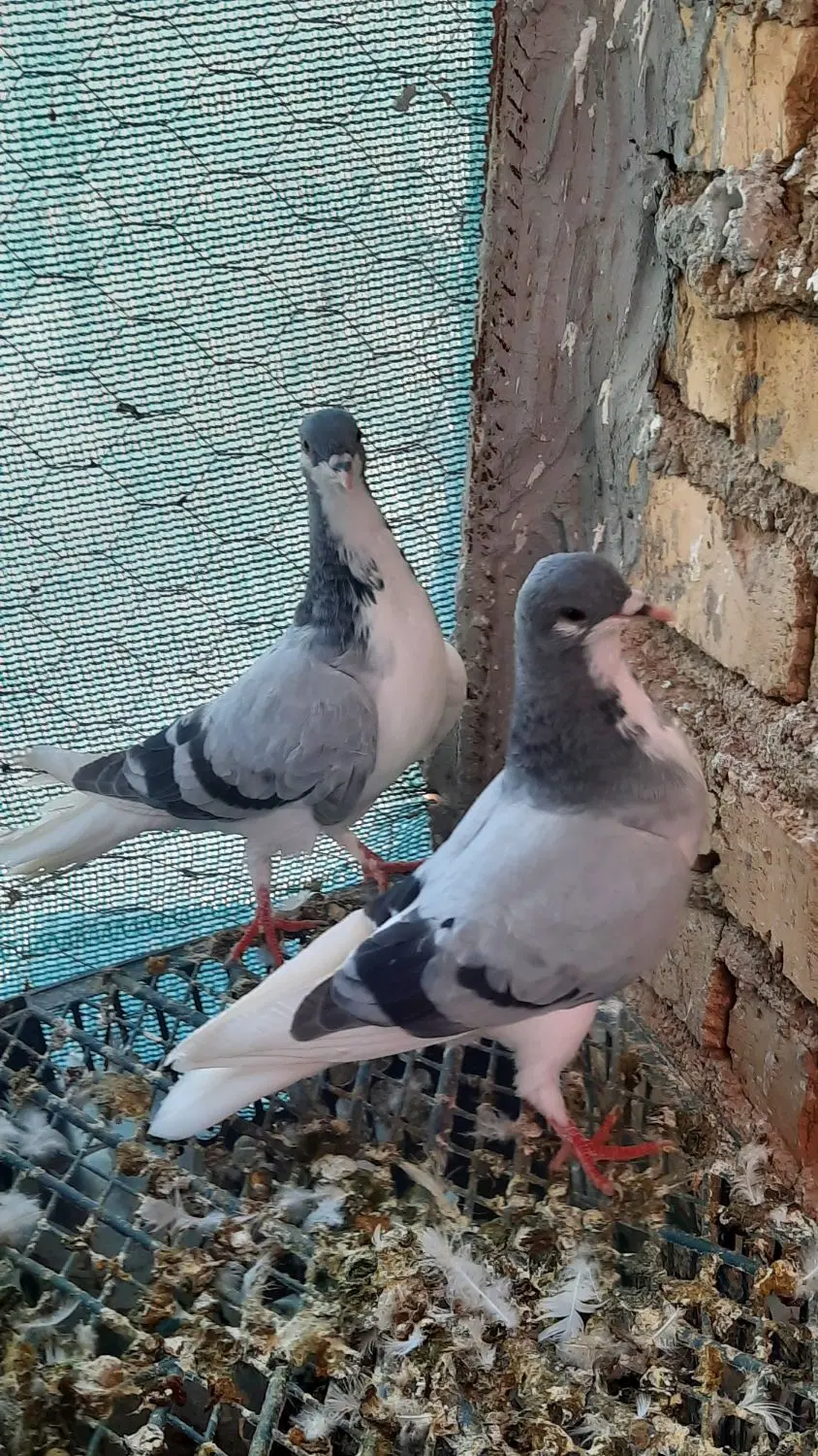 کفتر|پرنده|شیراز, شهرک رضوان|دیوار