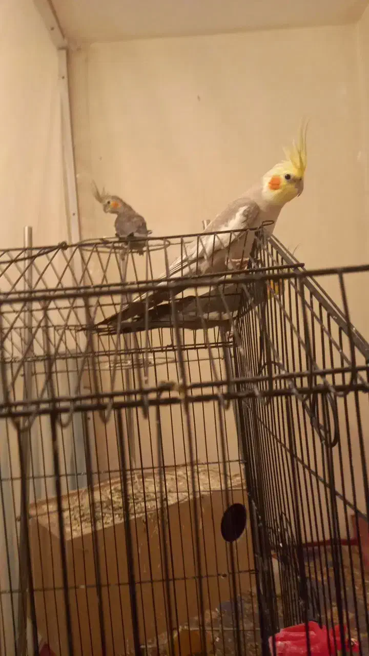 عروس هلندی|پرنده|فرخ‌شهر, |دیوار