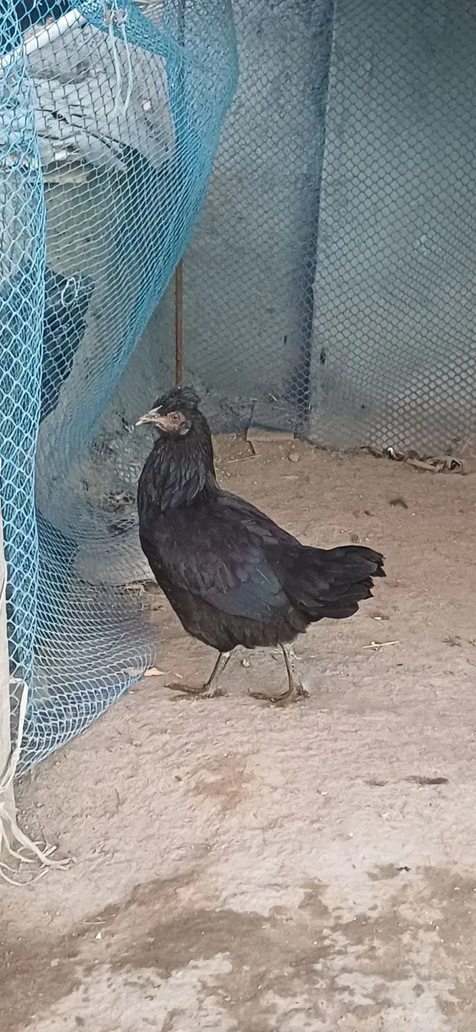 مرغ و خروس (جوجه ۵ ماهه)|حیوانات مزرعه|اردبیل, |دیوار