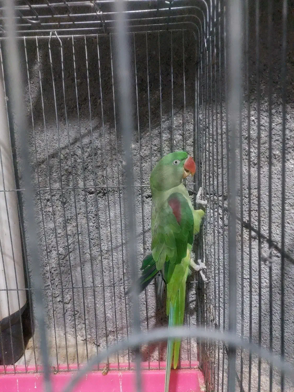 ۱عدد شاه طوطی و۱ عدد ملنگو نر جوان|پرنده|بندر ماهشهر, |دیوار