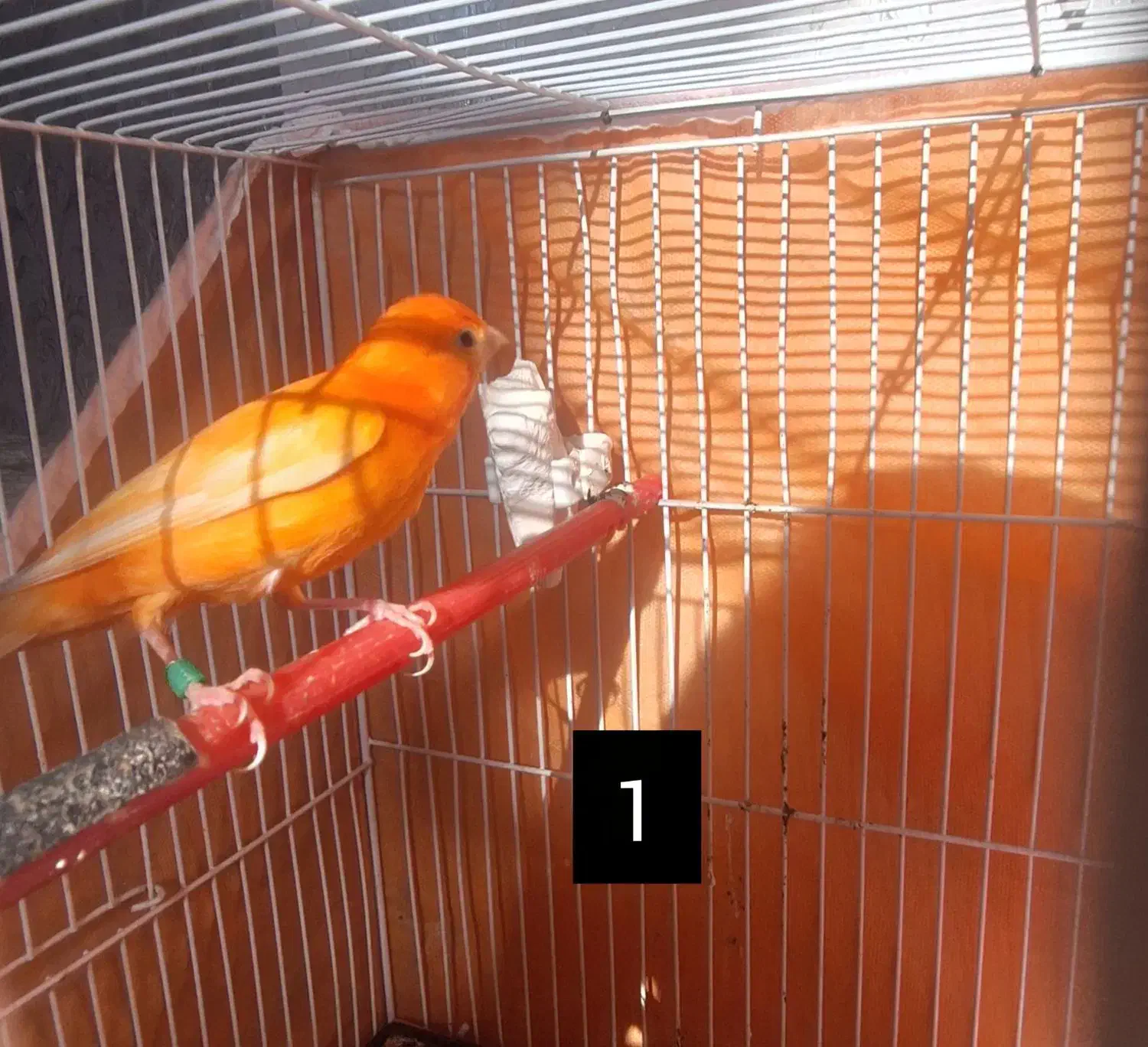 قناری رد فاکتور|پرنده|اردبیل, |دیوار