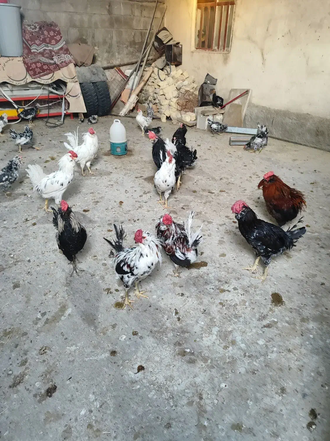 خروس ومرغ گلین چهل تاج|حیوانات مزرعه|کازرون, |دیوار