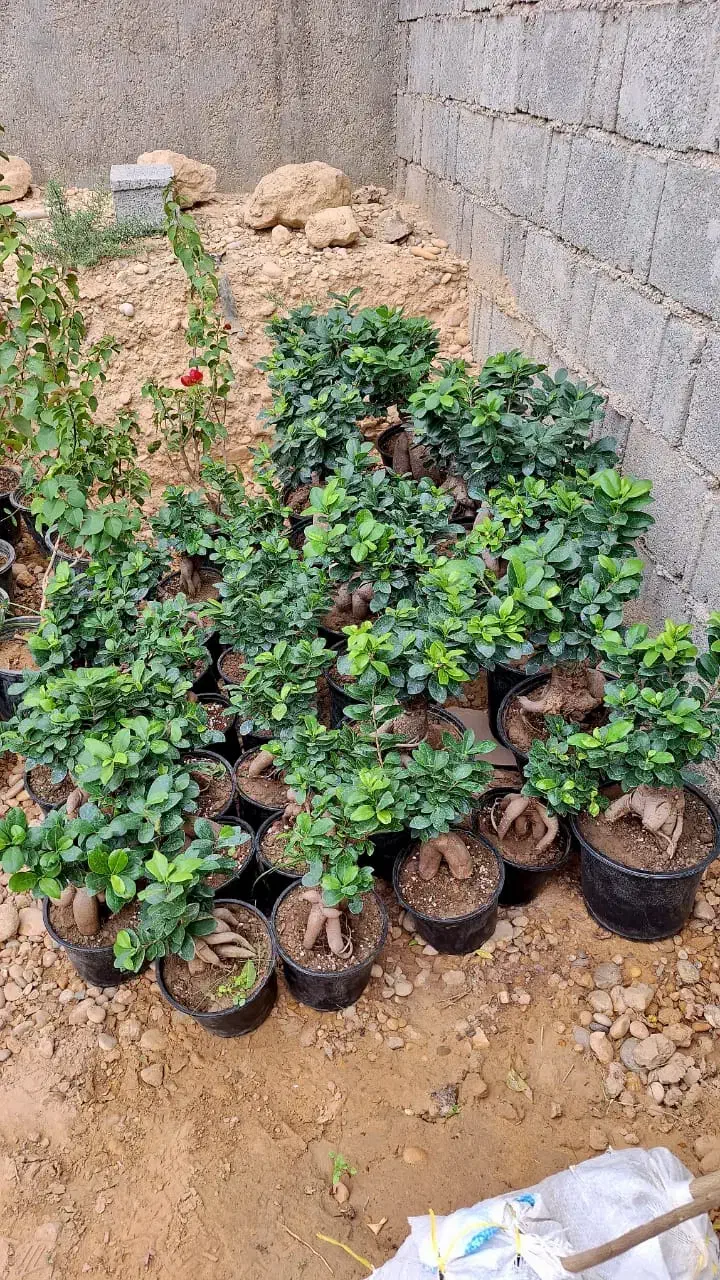 فروش بنسای جنسینگ|گل و گیاه طبیعی|آبپخش, |دیوار