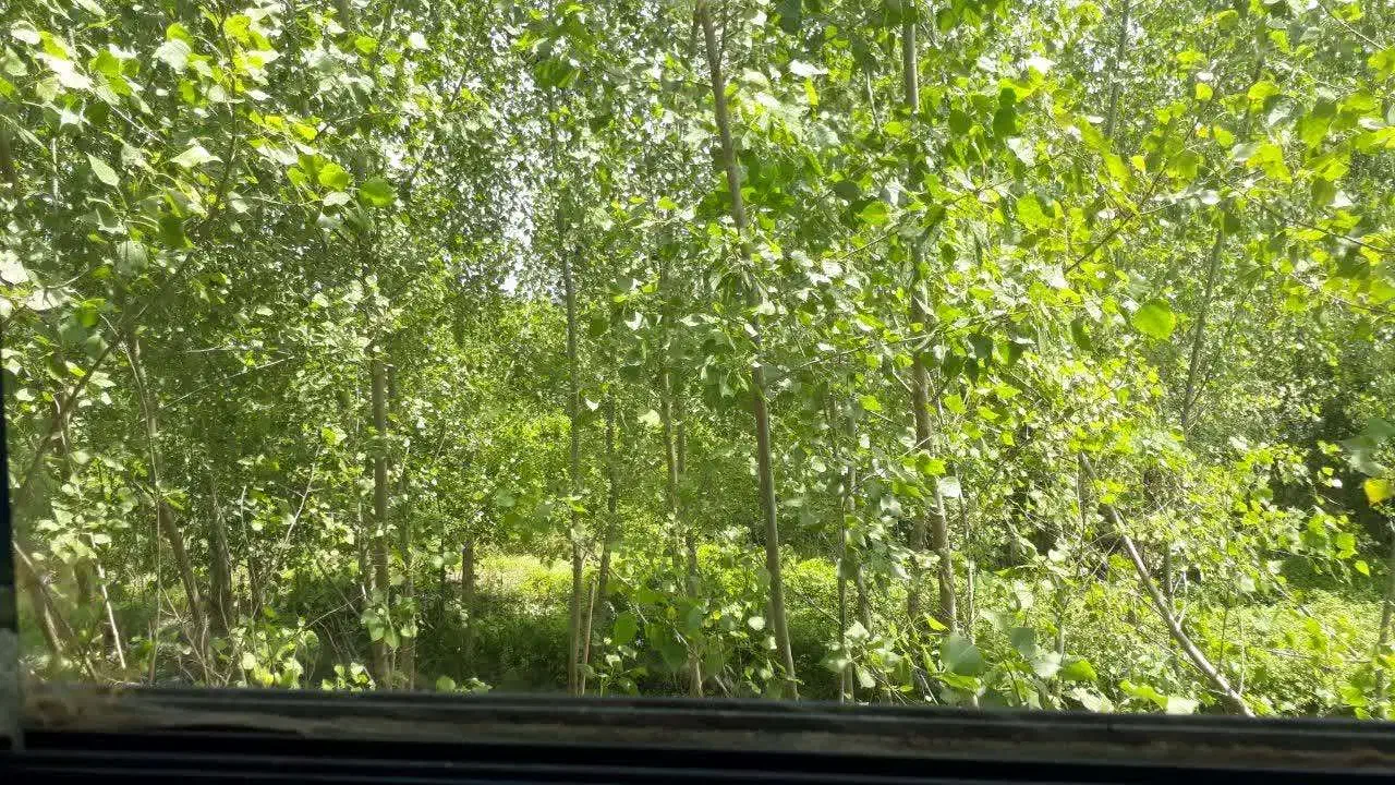 اجاره ۷۰ متری مرکزشهر با چشم انداز طبیعت|اجارهٔ آپارتمان|رشت, کوی قدس|دیوار