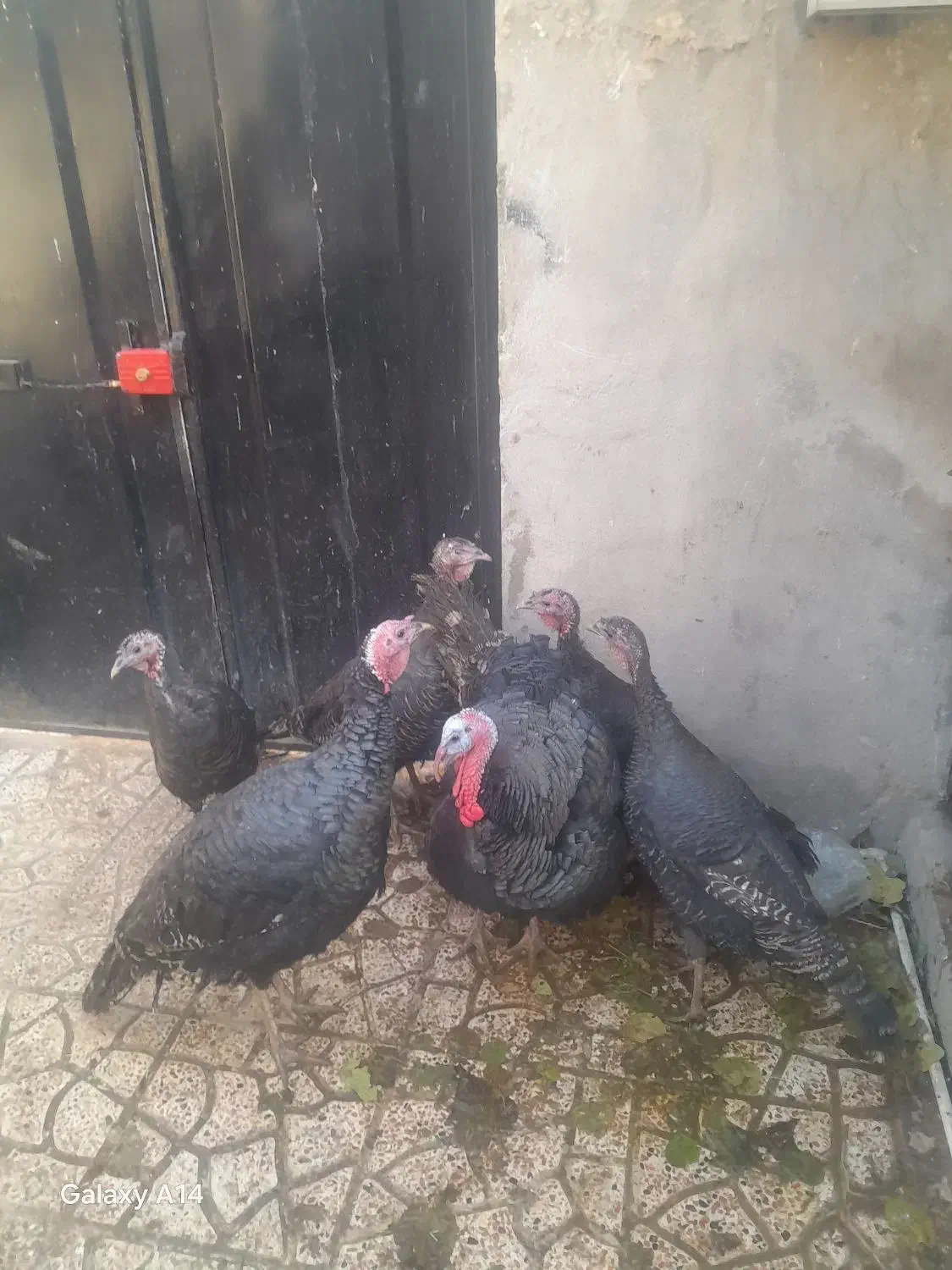 مرغوخروس....|حیوانات مزرعه|پاکدشت, پاکدشت (مامازند)|دیوار