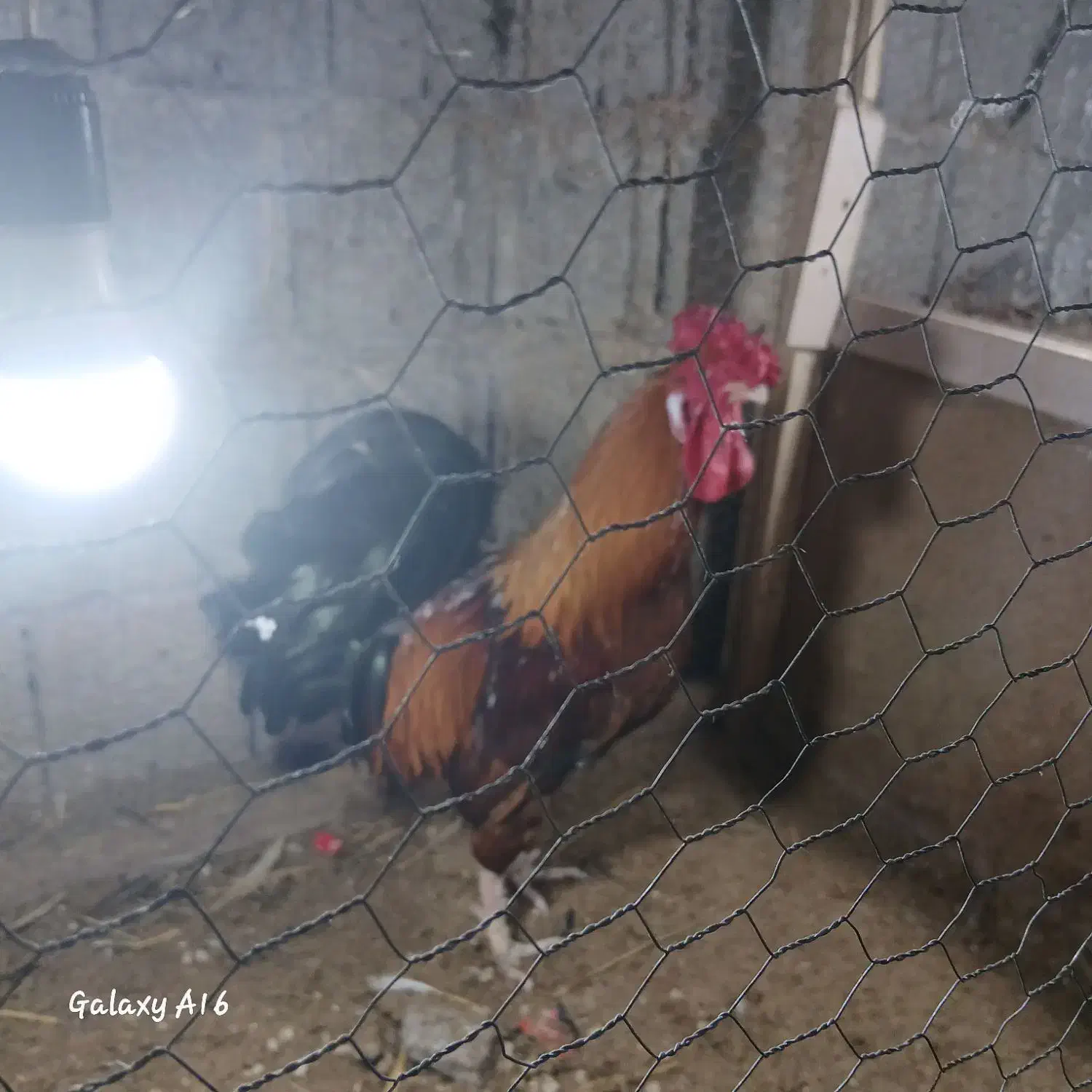 خروس گلین|حیوانات مزرعه|لنگرود, |دیوار