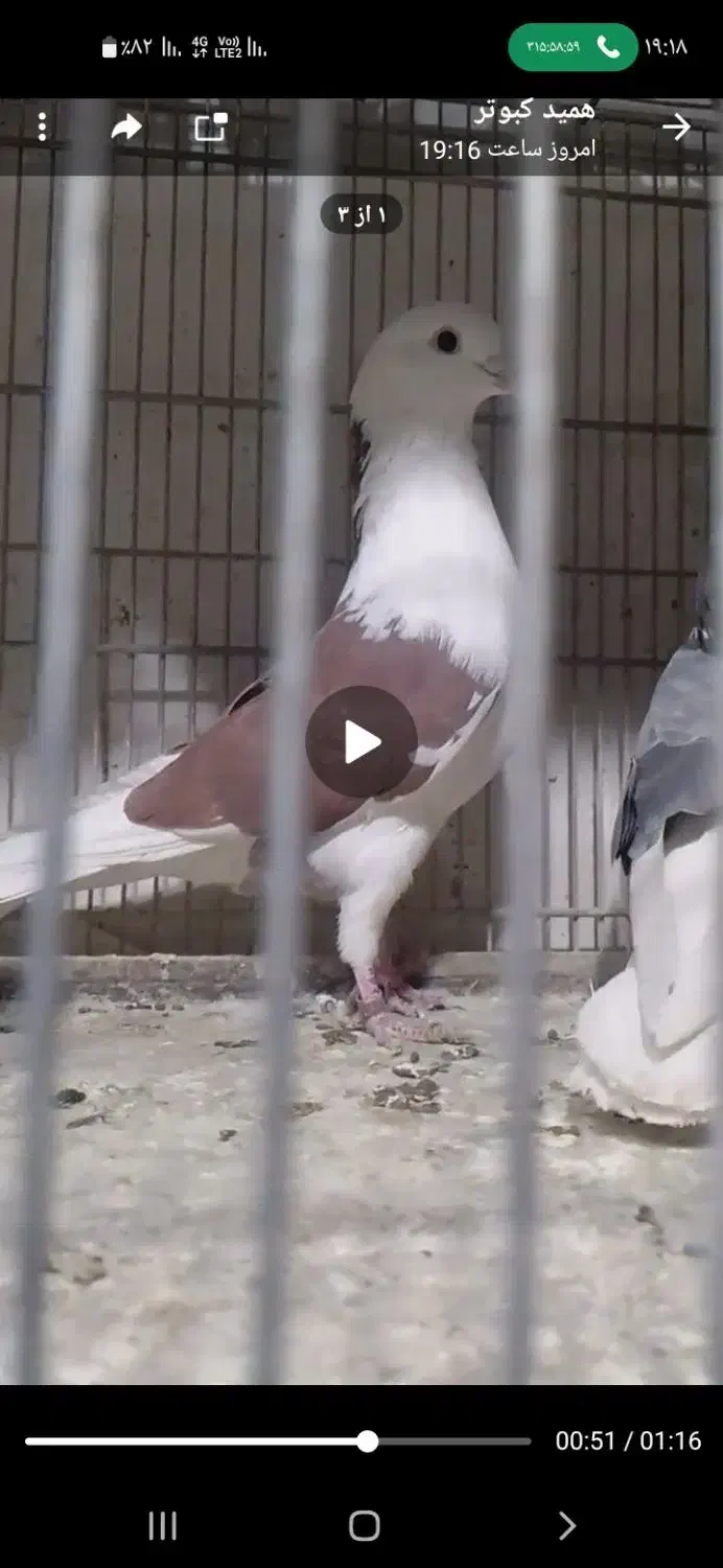 ۲۰تا کفتر پرشی همه تضمینی همه خال توشونه|پرنده|طرهان, |دیوار