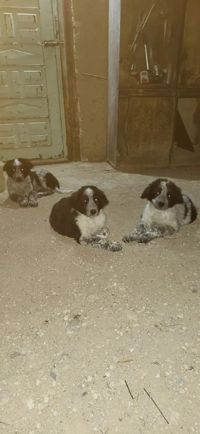 سگ قدرجونی اصیل|سگ|مبارکه, |دیوار