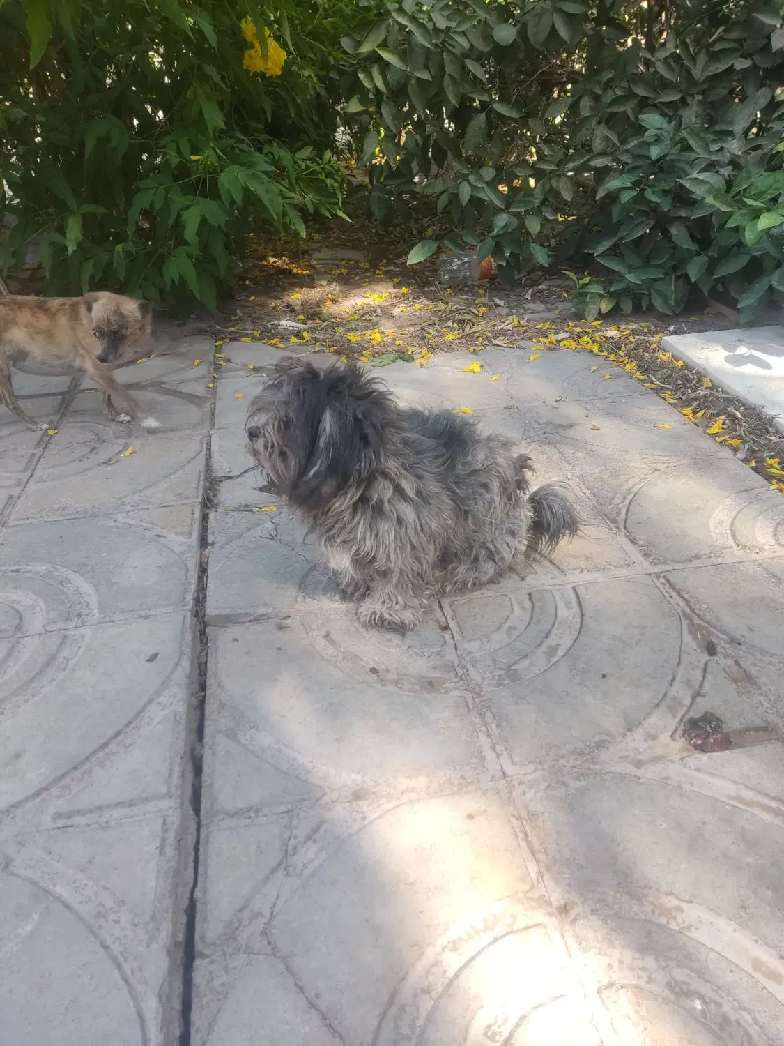 دوتا پا کوتا دارم  هر دو ماده|سگ|بم, |دیوار