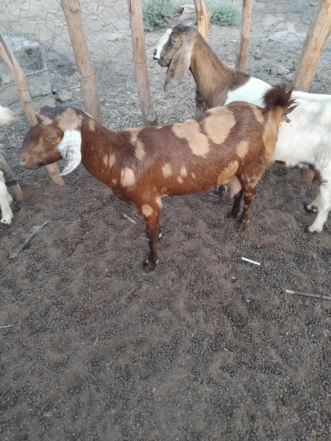 بزفروشی|حیوانات مزرعه|جیرفت, |دیوار