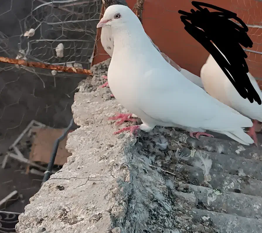 سفید چشم سفید|پرنده|بم, |دیوار