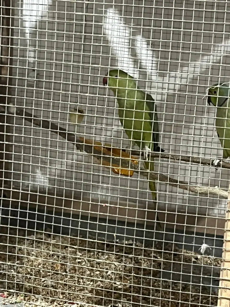 طوطی ملنگو|پرنده|جیرفت, |دیوار