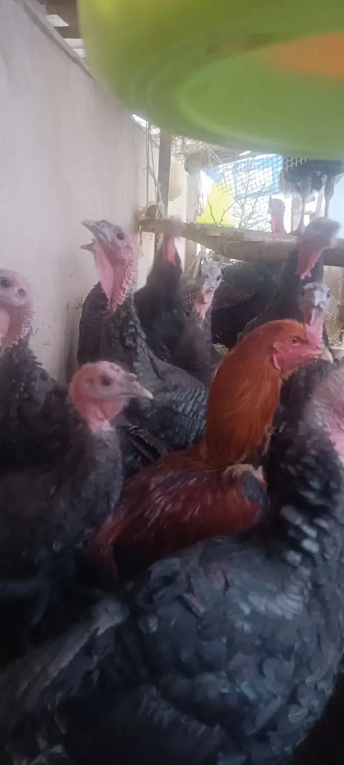 بوقلمون برنزی|حیوانات مزرعه|مشهد, هفده شهریور|دیوار