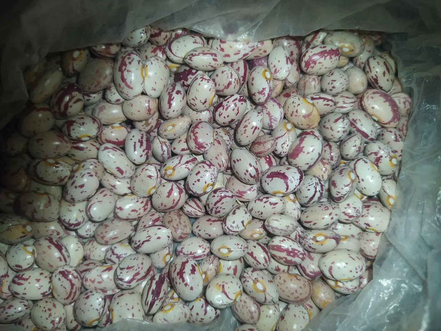 لوبیا چیتی|عمده‌فروشی|خمین, |دیوار