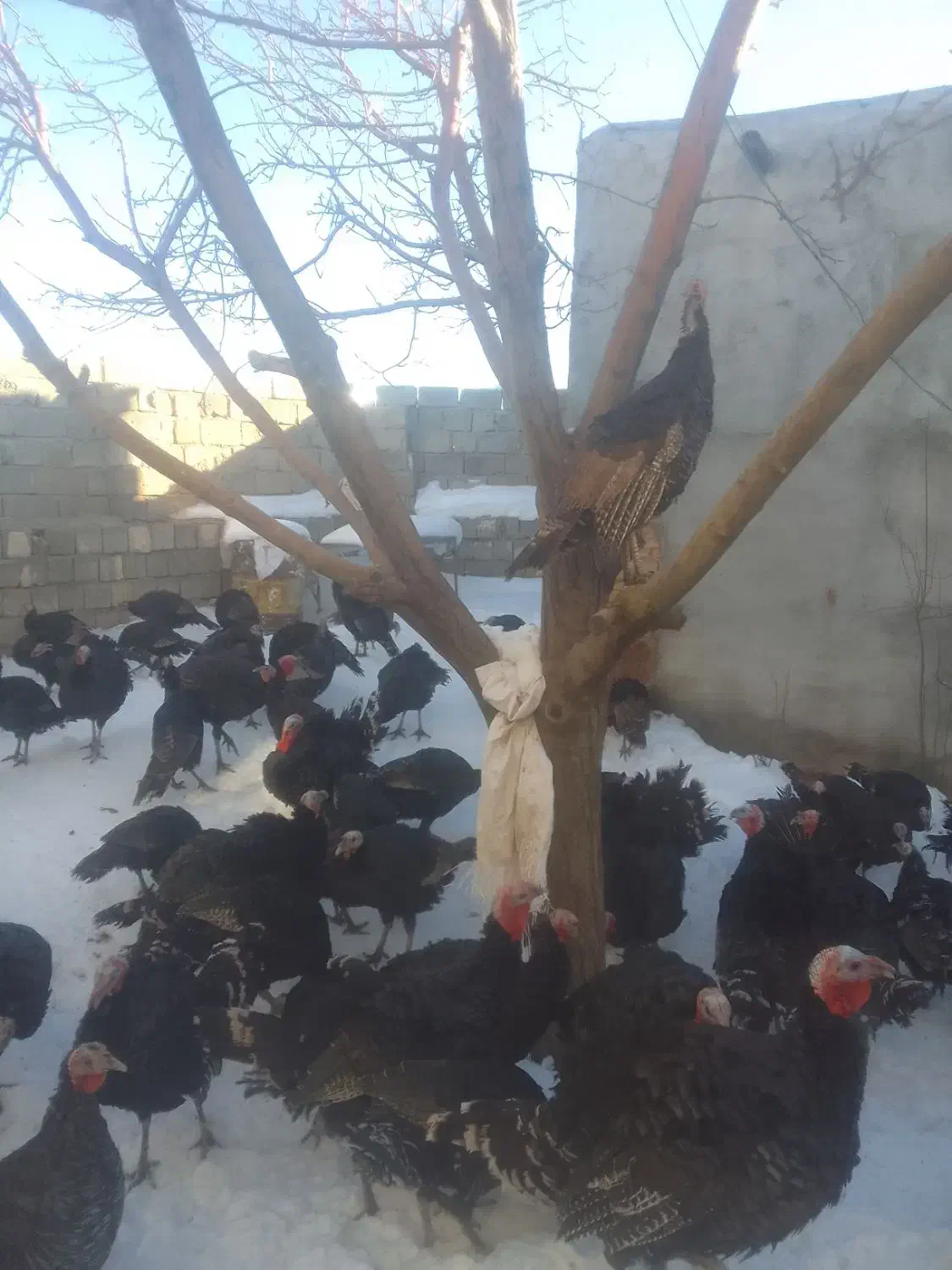 بوقلمون برنز|حیوانات مزرعه|سارال, |دیوار