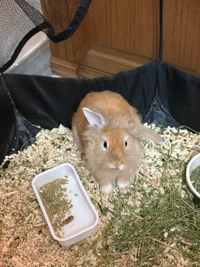 خرگوش لوپ بازیگوش با وسایل به فروش میرسد|موش و خرگوش|اردبیل, |دیوار