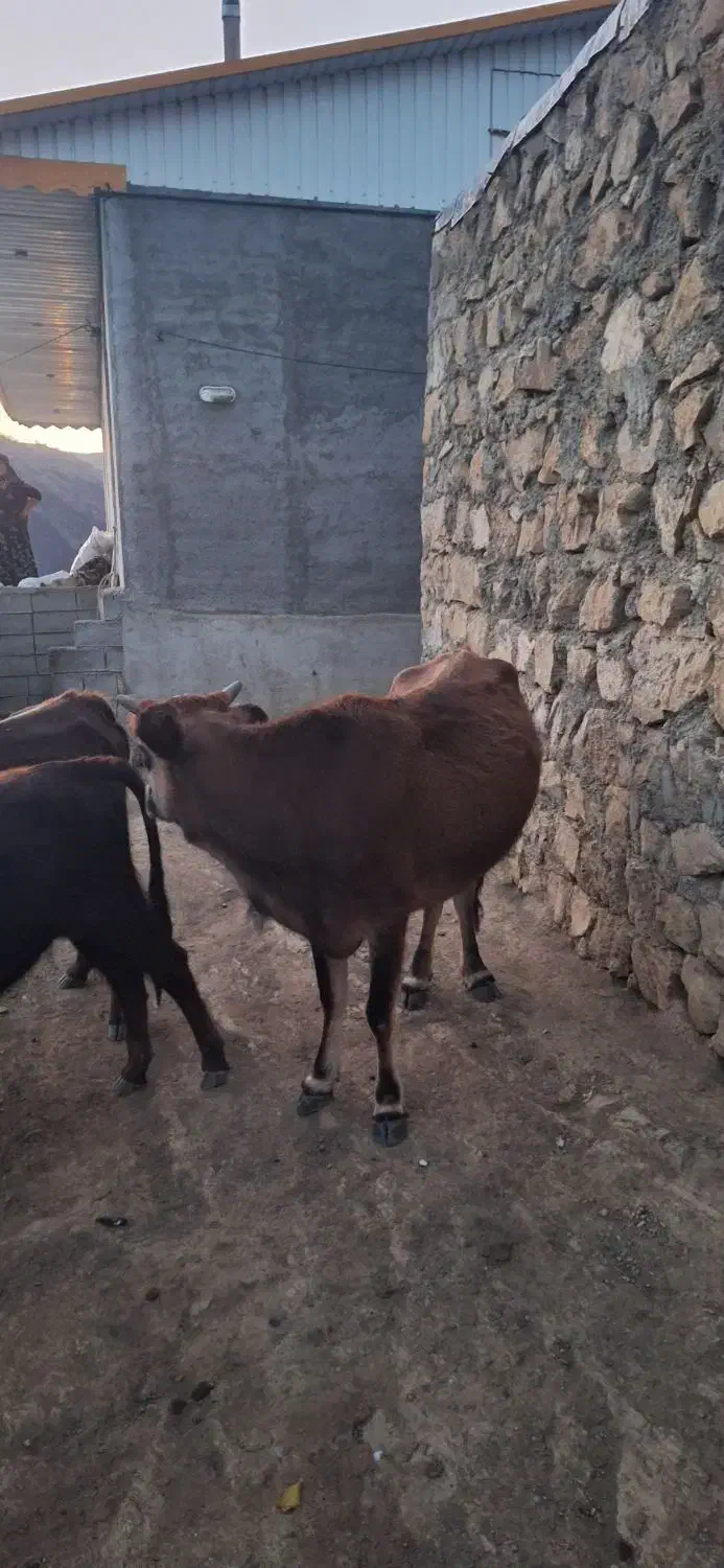 گاو محلی|حیوانات مزرعه|خدا آفرین, |دیوار