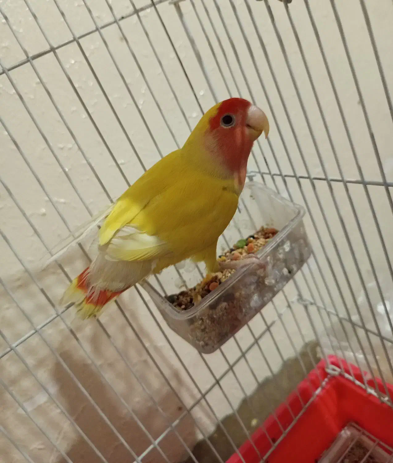 طوطی کوتوله|پرنده|اصفهان, پوریای ولی|دیوار