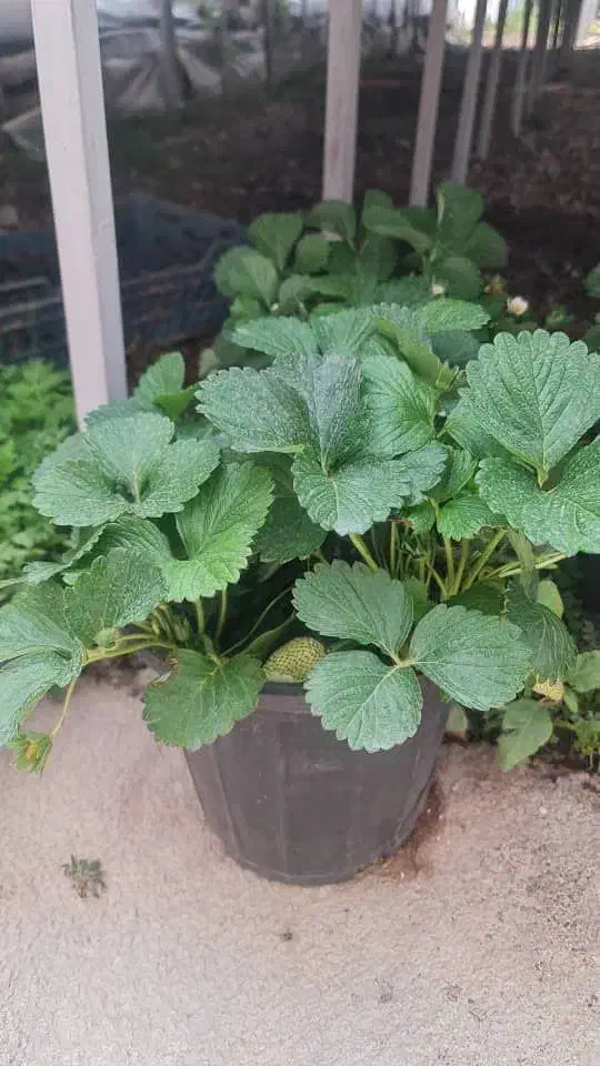 نشاتوت فرنگی|گل و گیاه طبیعی|شیراز, حومه شیراز|دیوار