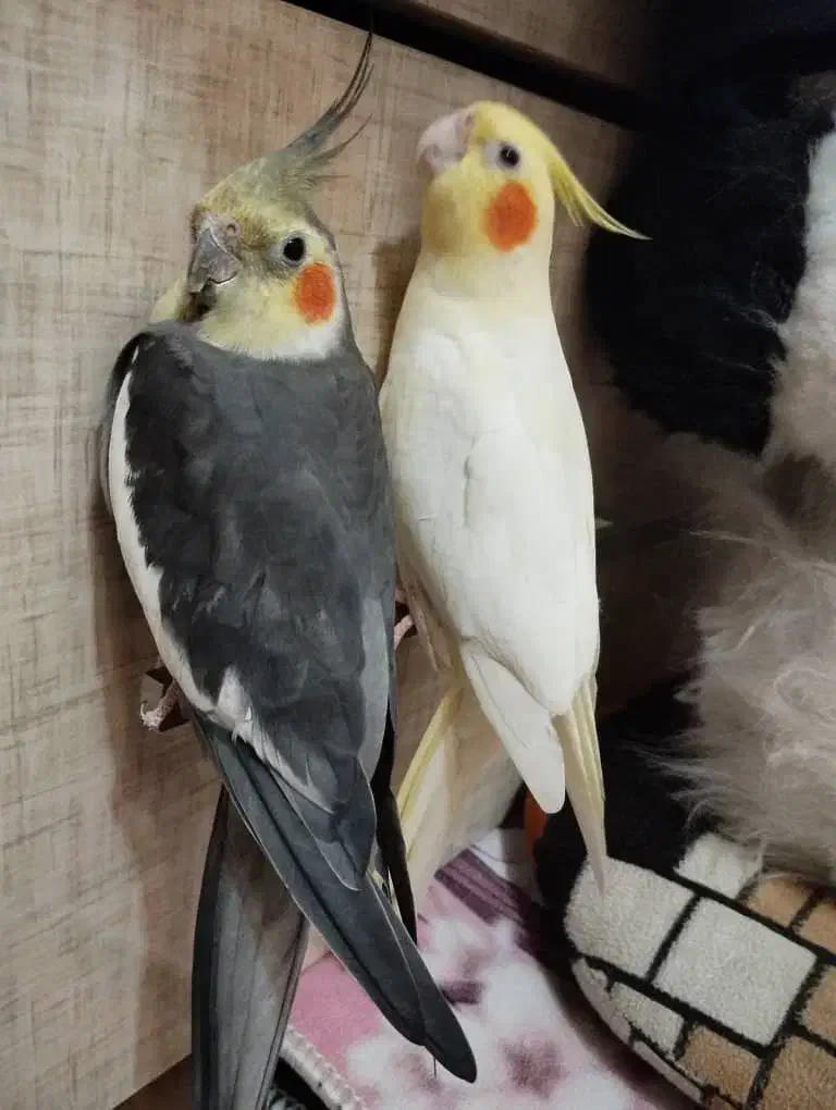 فروش پرنده عروس هلندی (نروماده)|پرنده|تبریز, |دیوار