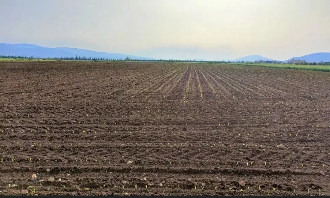 فروش. زمین|فروش زمین و ملک کلنگی|فاریاب, |دیوار