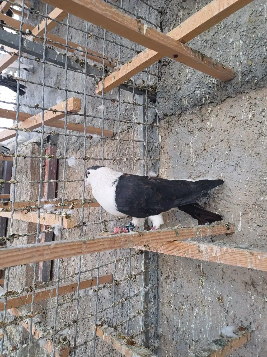 کبوتر افغانی|پرنده|وحیدیه, |دیوار