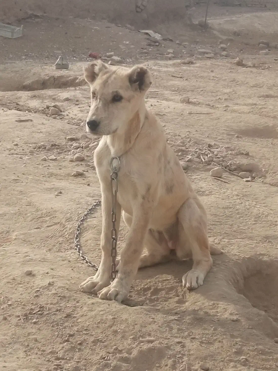 ماده عتیقه فروشی|سگ|چناران, |دیوار